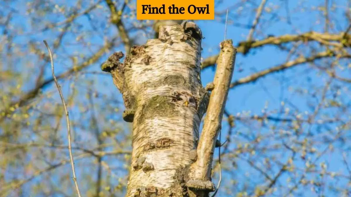Find the hidden owl