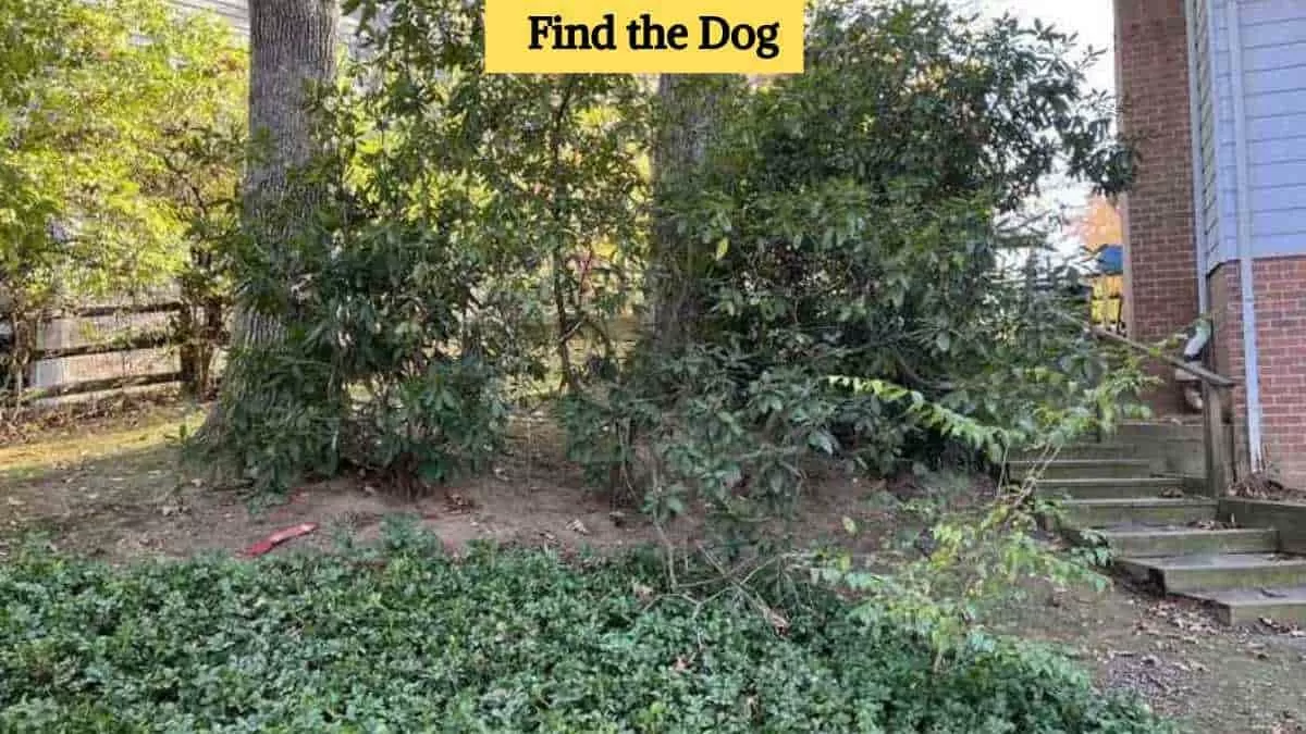 Find the dog in the picture