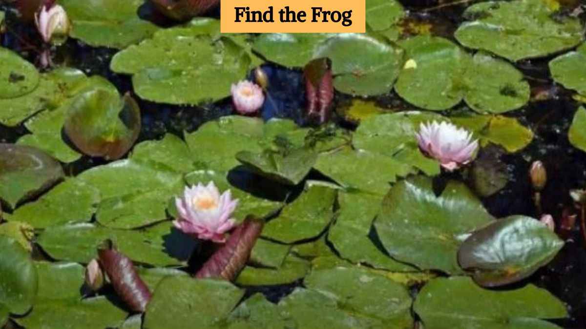 Optical Illusion: Find the hidden frog in the picture in 8 seconds!