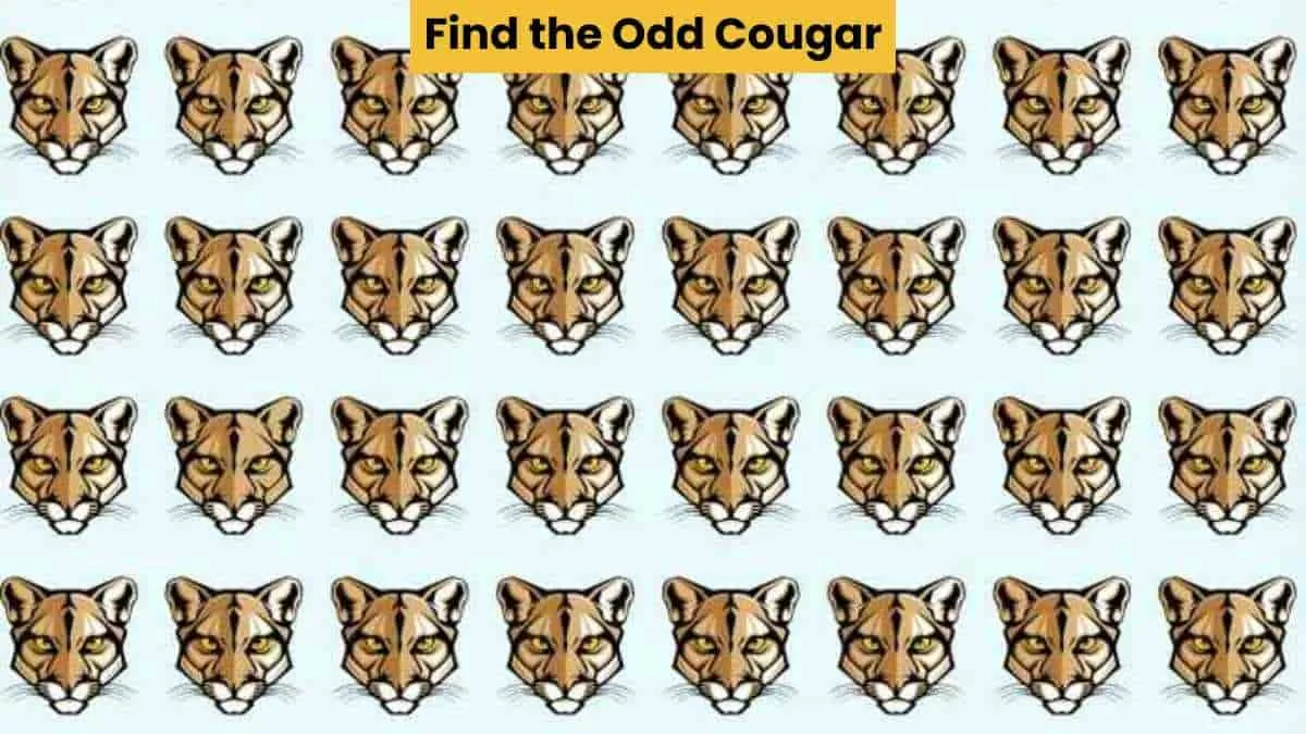 Find the odd cougar
