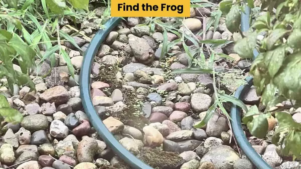 Find hidden frog