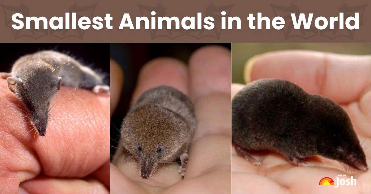 List of the 10 Smallest Animals in the World (Mammals)