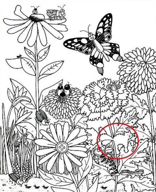 hidden optical illusions