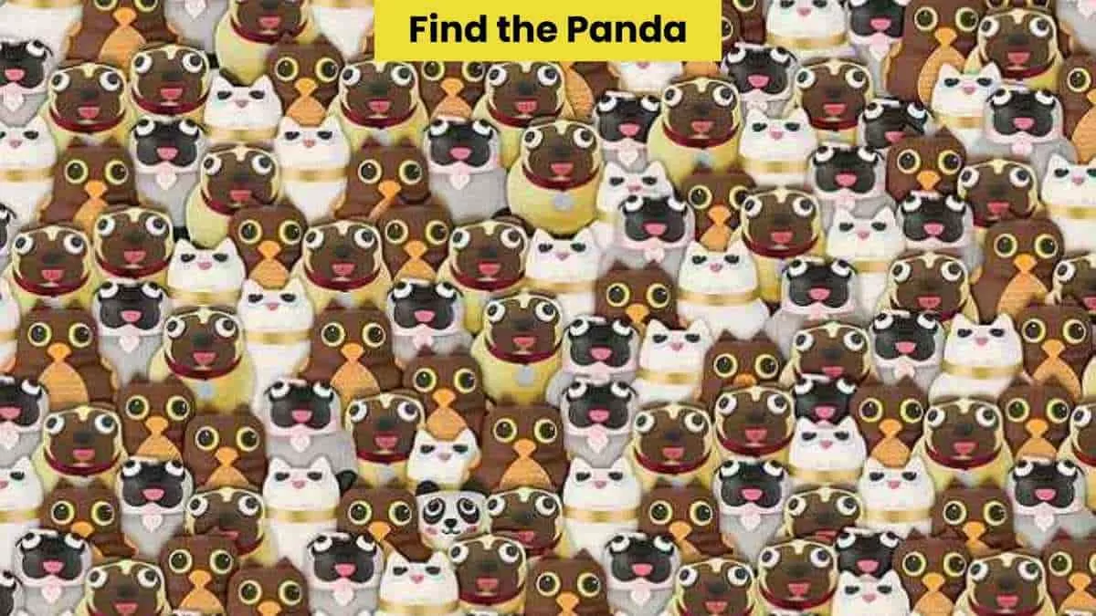 Find hidden panda
