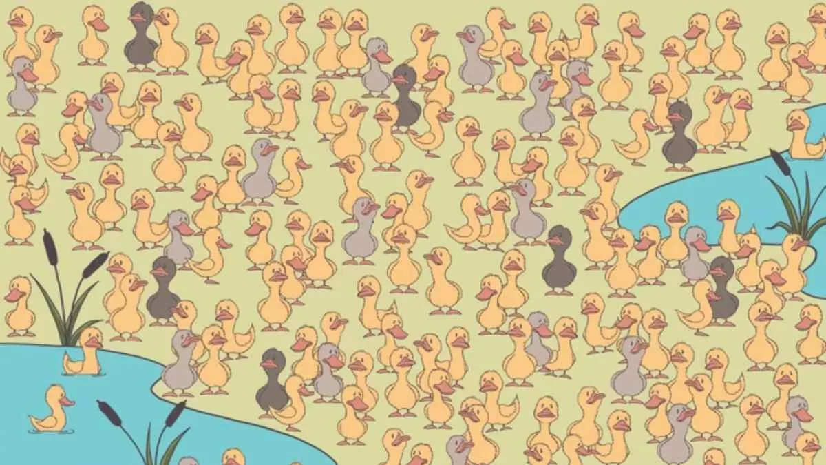 Spot the chick among ducks.