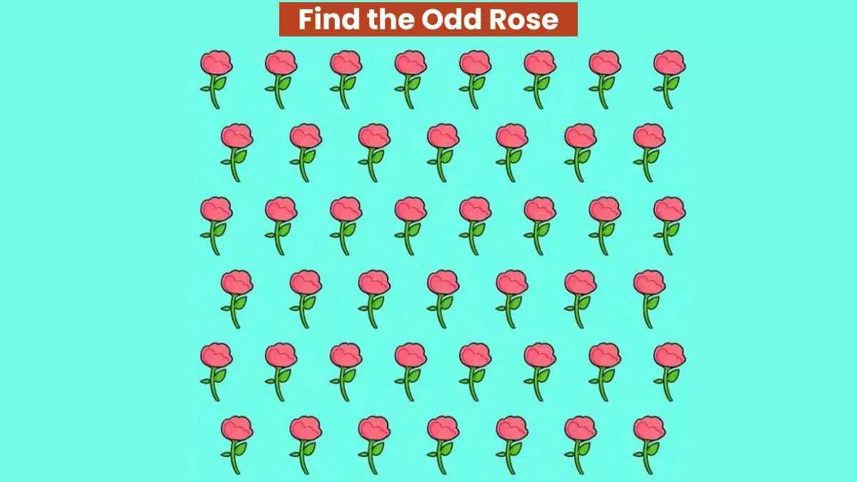 Find the odd rose in 5 seconds