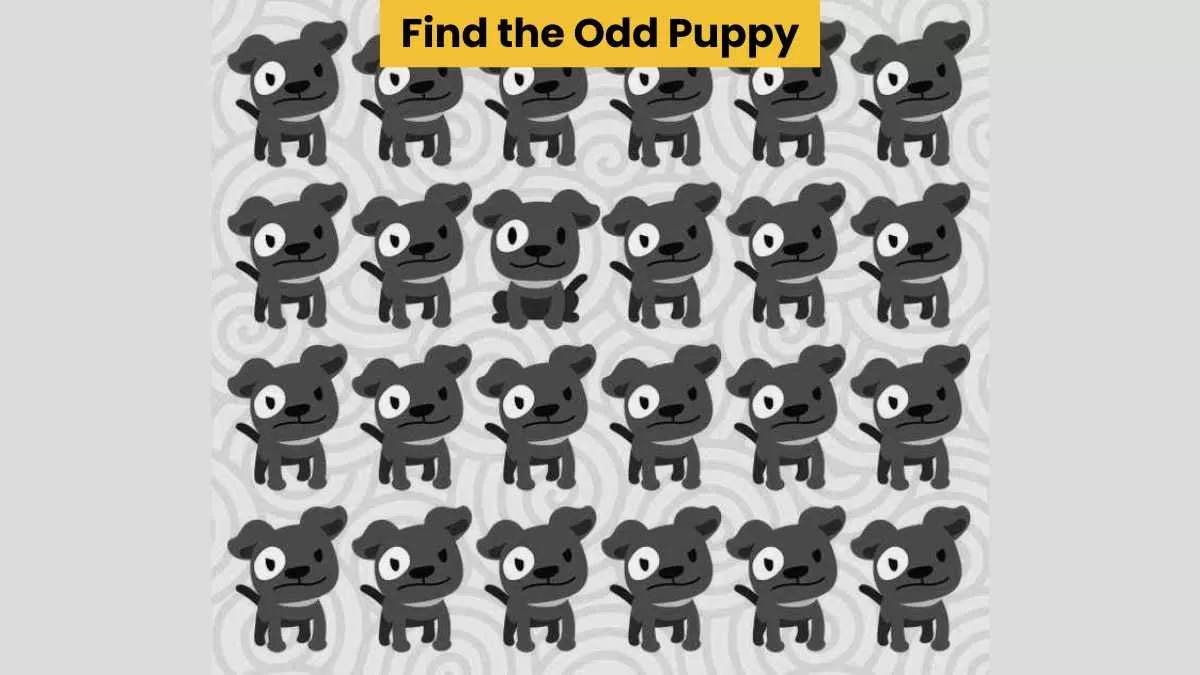 Find the odd puppy
