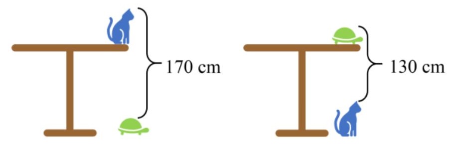 Cat Tortoise and Table Puzzle