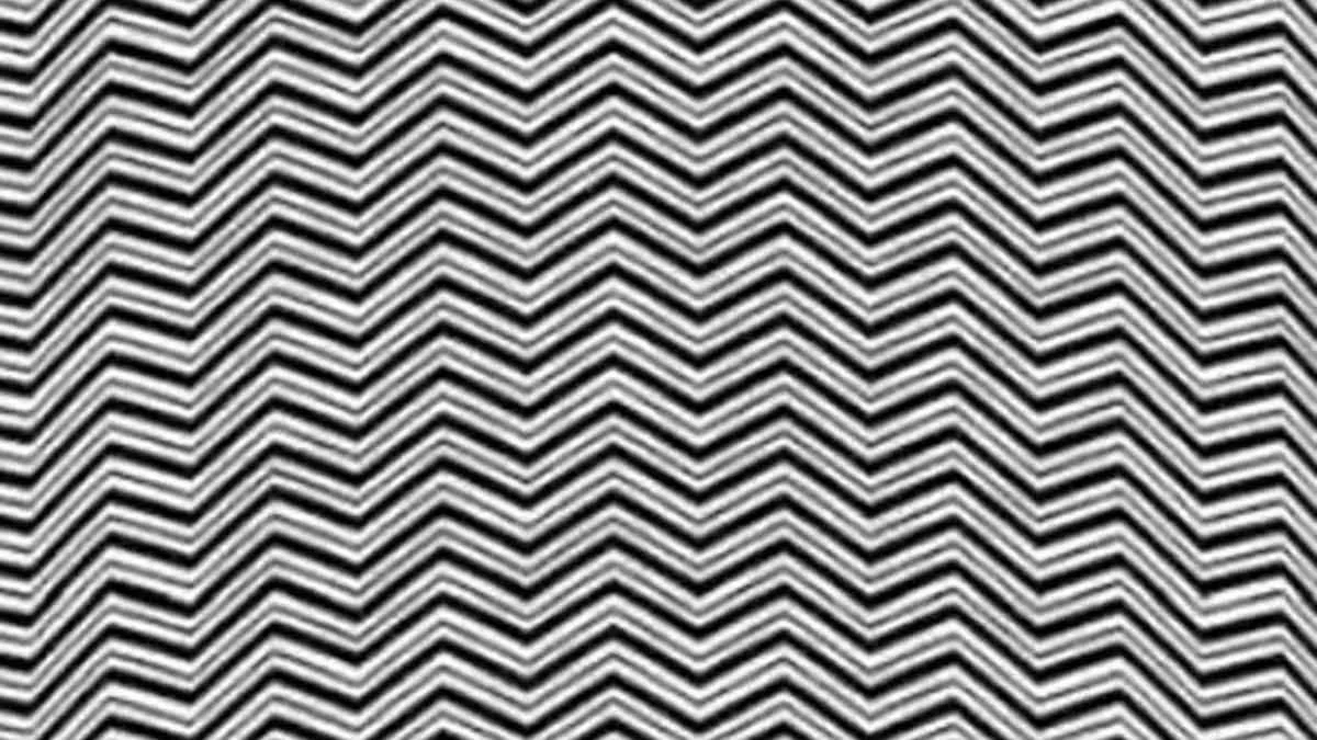 Can You Spot The Hidden Animal?