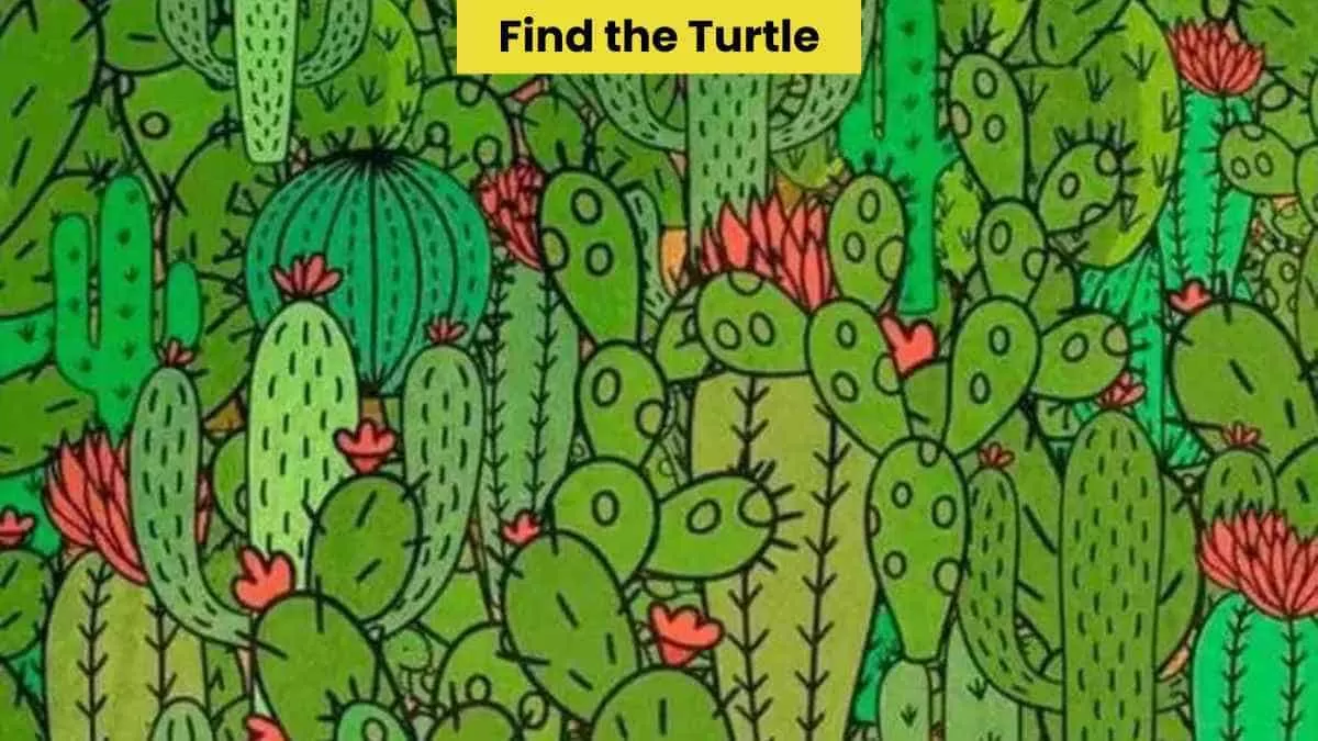 Find the turtle