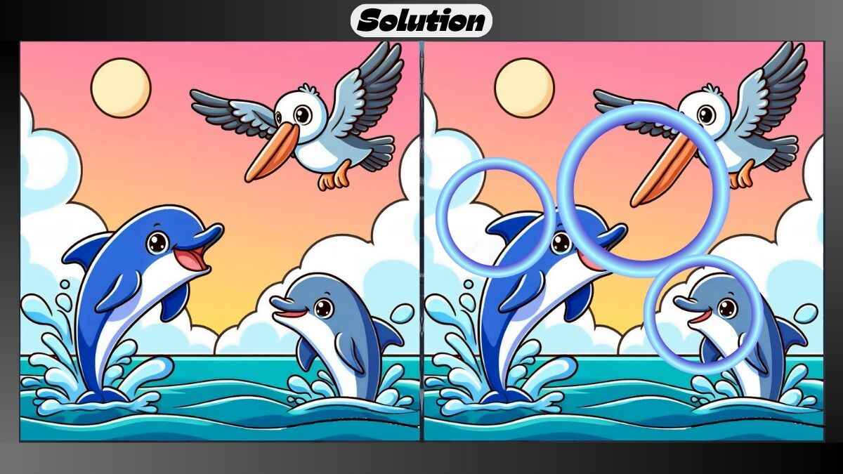 Find 3 Differences in 17 Seconds in This Dolphin and Pelican Picture