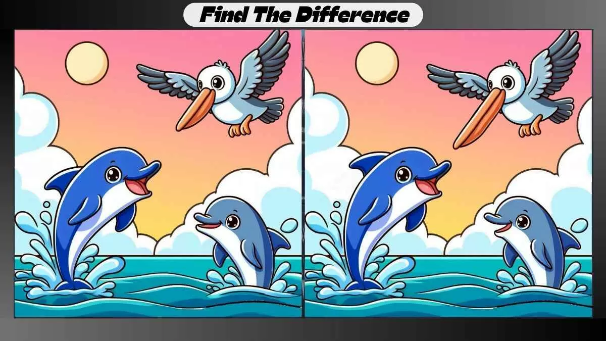 Find 3 Differences in 17 Seconds in This Dolphin and Pelican Picture