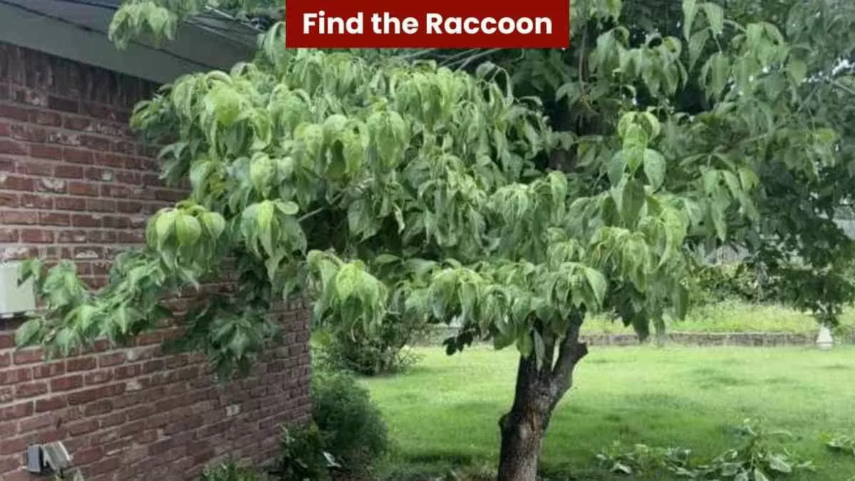 Find the hidden raccoon