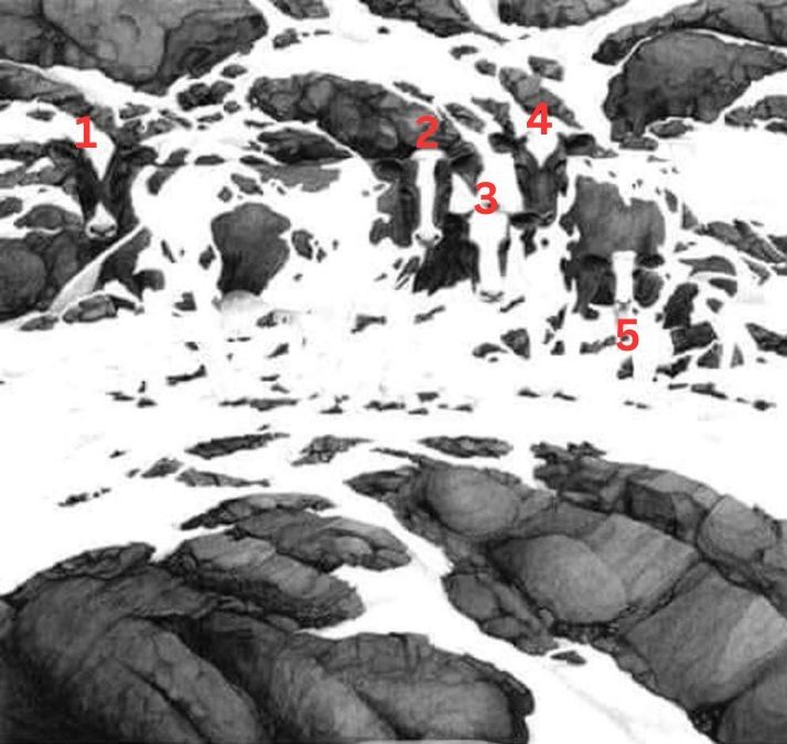 hidden optical illusions