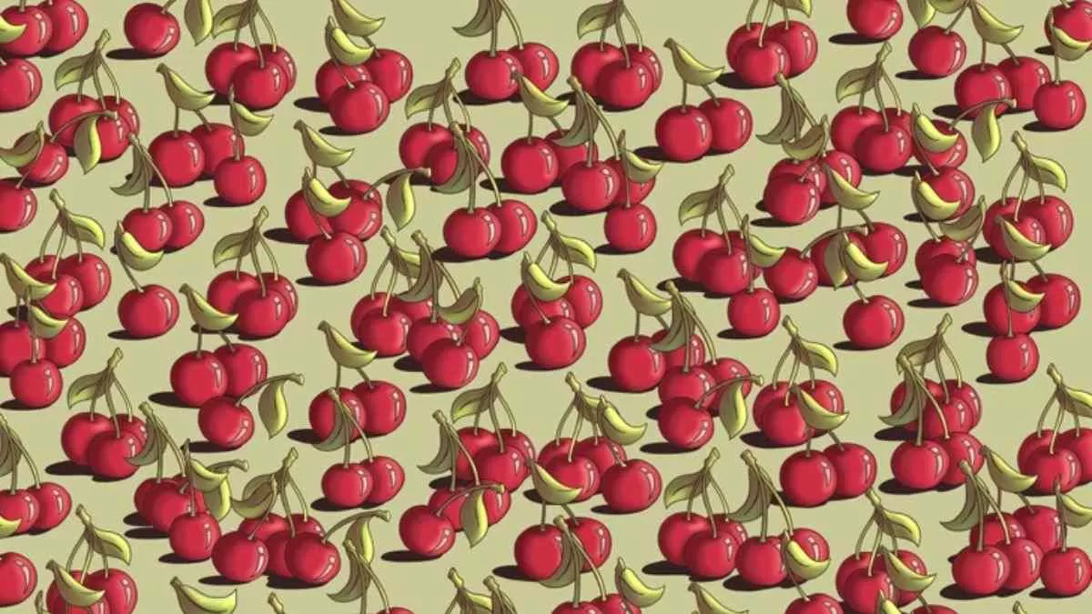 Spot The Tomato.