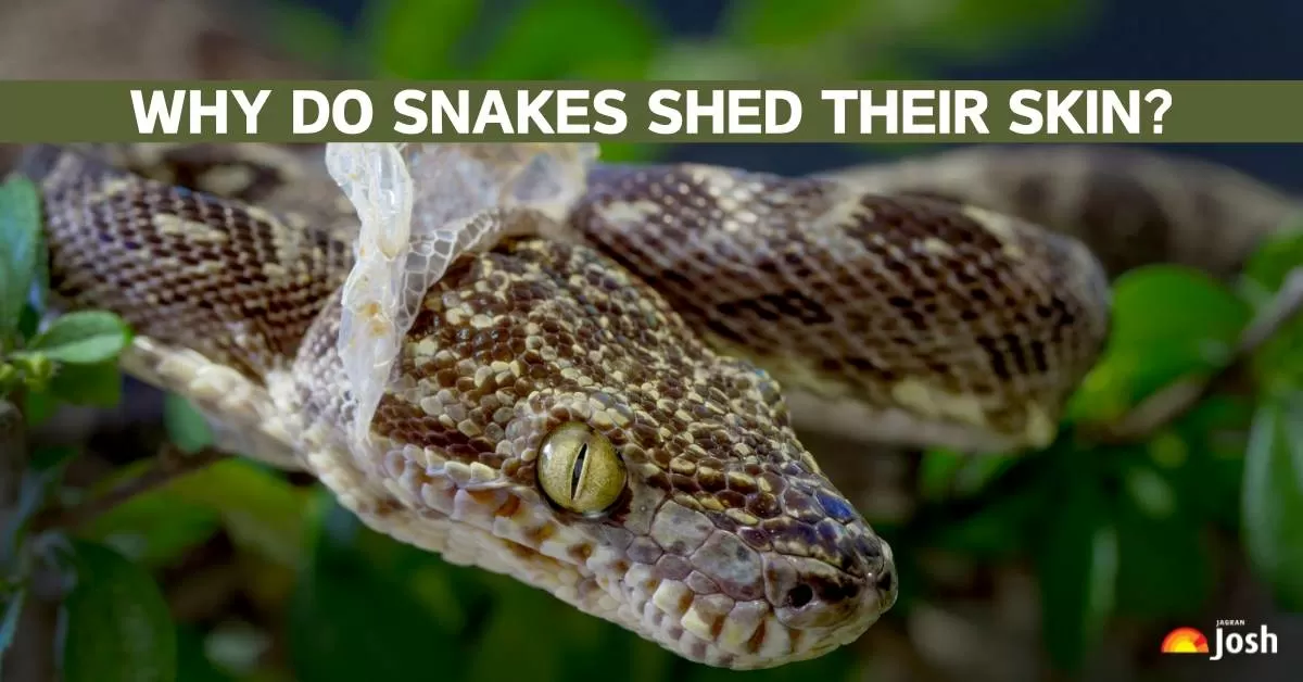 What Causes Snakes to Shed Their Skin?