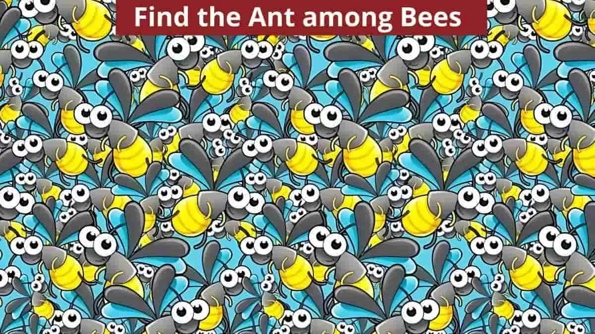 Find the ant