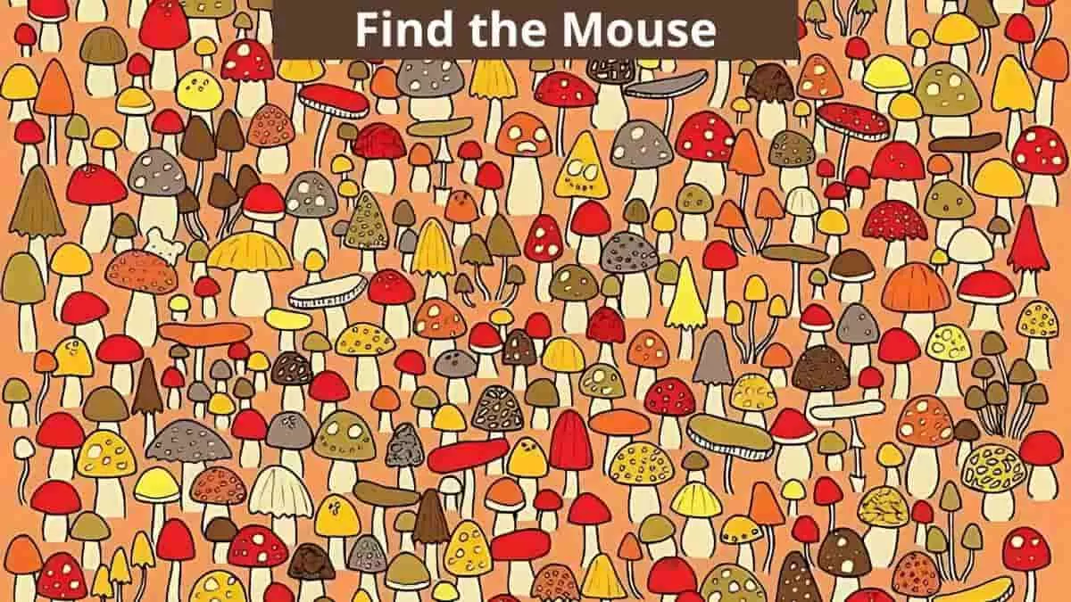 Find the mouse