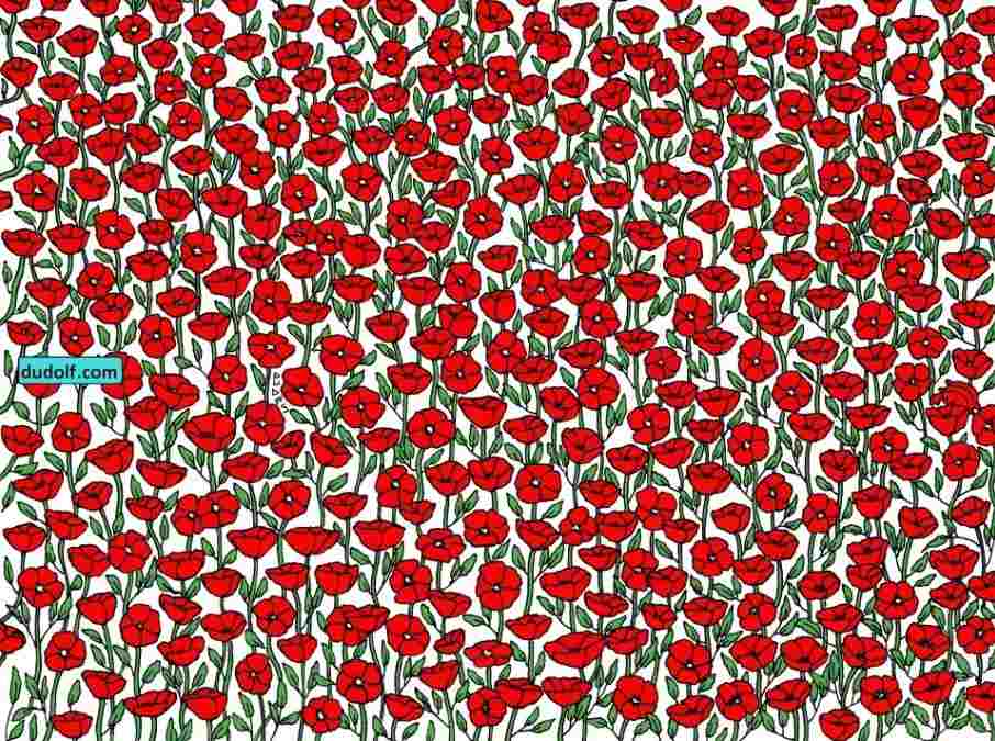 hidden optical illusions with answers