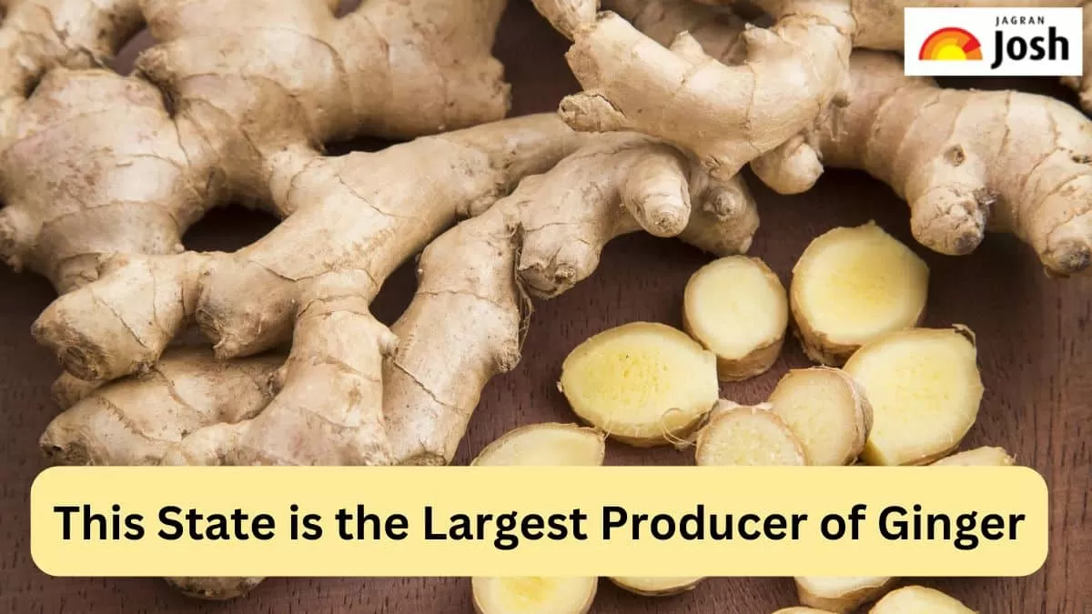 largest ginger producing state