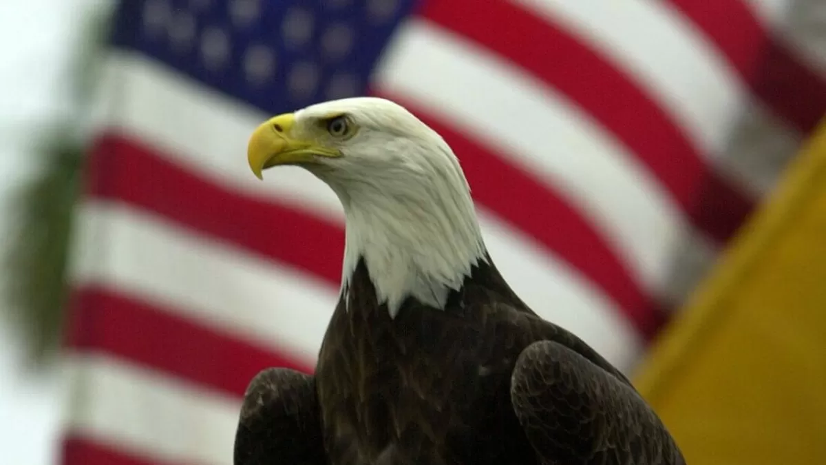 The bald eagle is now officially the national bird of the United States.