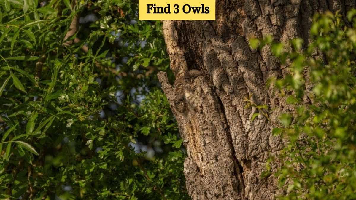 Optical Illusion: Can you spot three hidden owls in the jungle in 6 seconds?