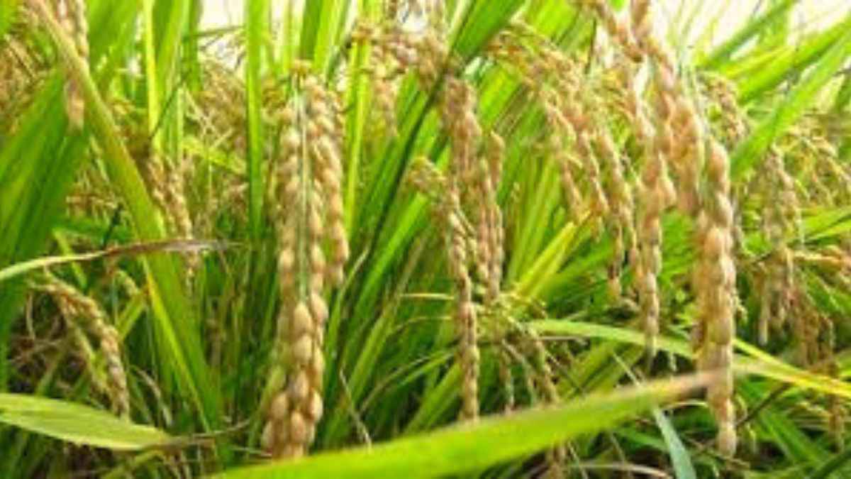 Rice prices are touching the sky. What measures is the government taking to bring them down?