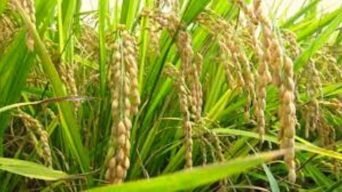 Rice prices are touching the sky. What measures is the government taking to bring them down?