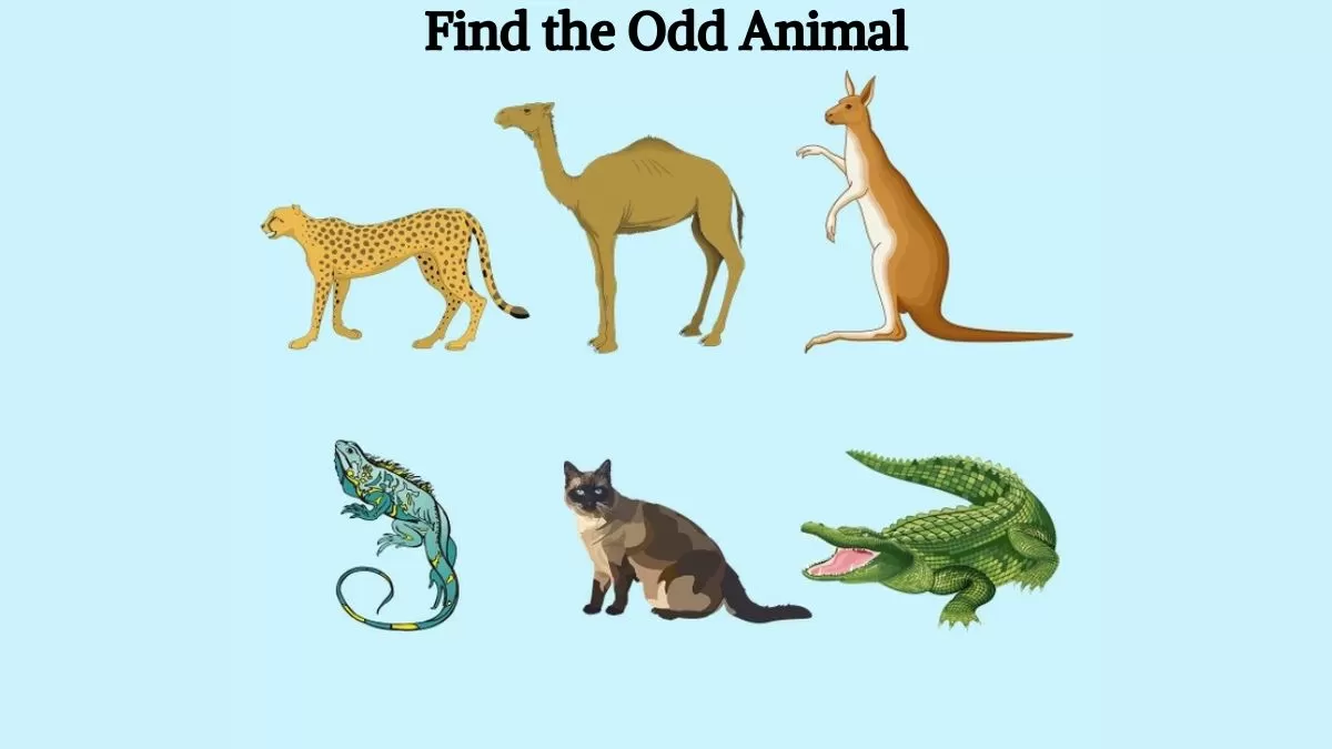 Brain Teaser IQ Test: Find the odd animal in the picture in 4 seconds!