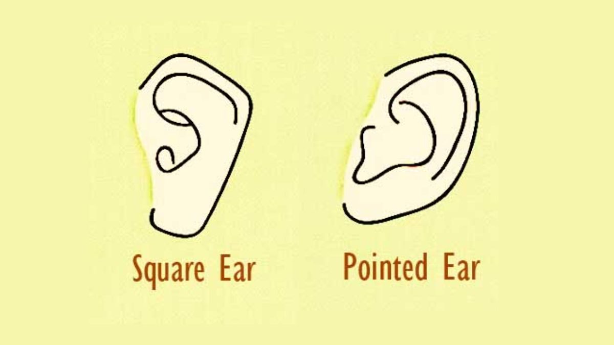 Ear Shape Personality Test: Your Ears Reveal Your True Personality Traits