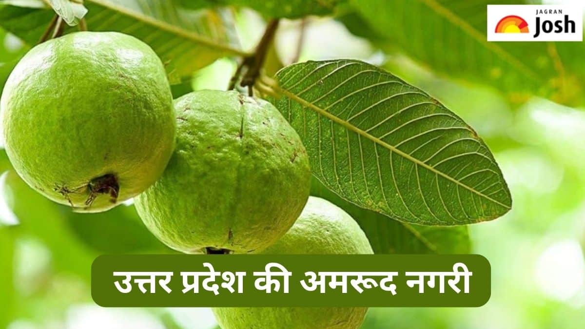 उत्तर प्रदेश के किस जिले को कहा जाता है अमरूद नगरी, जानें 