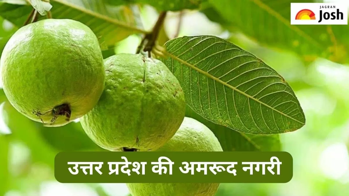 यूपी की अमरूद नगरी