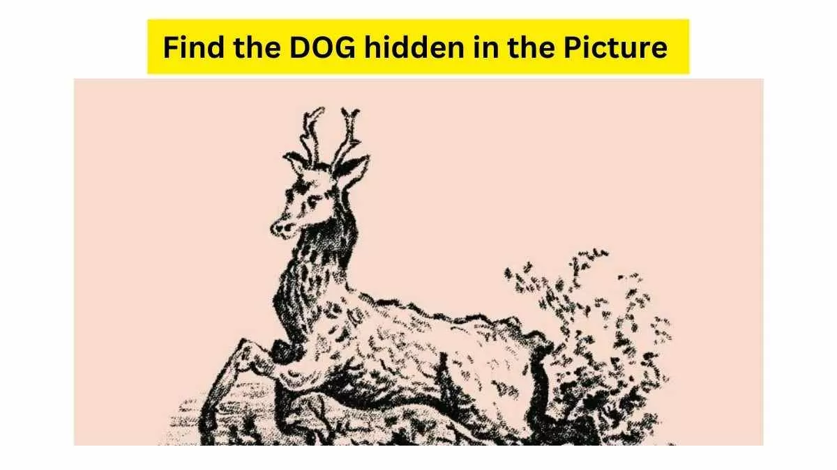 Find the DOG Hidden In The Picture!