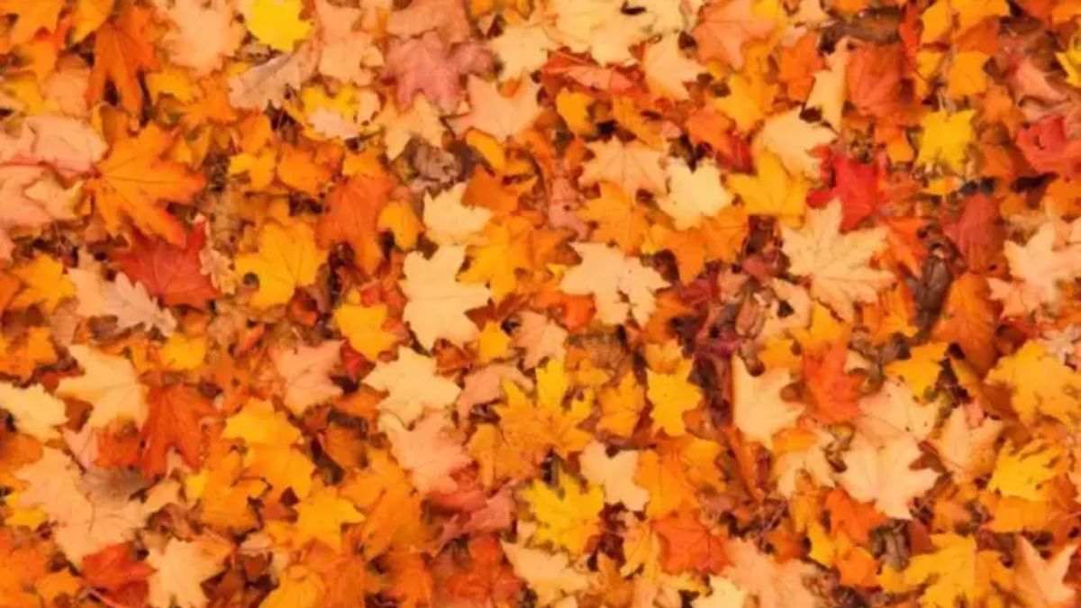 Only 2% With Eagle Vision Can Spot The Butterfly Hidden Among Leaves In 15 Seconds! 