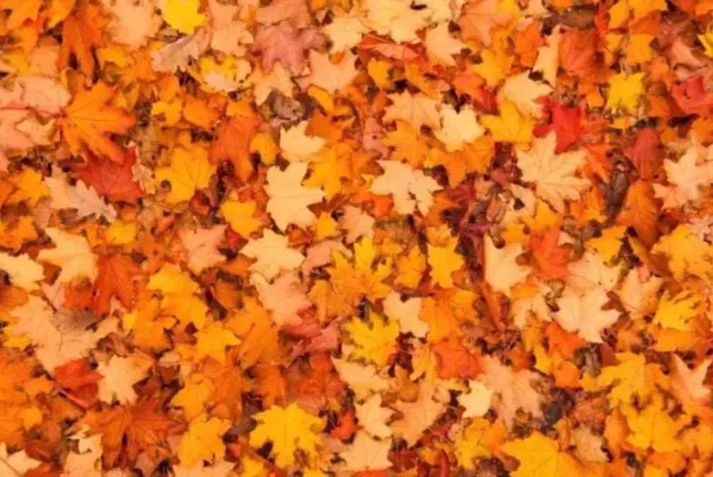 optical illusions to find hidden animals