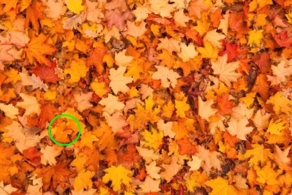 hidden animals optical illusions with answers