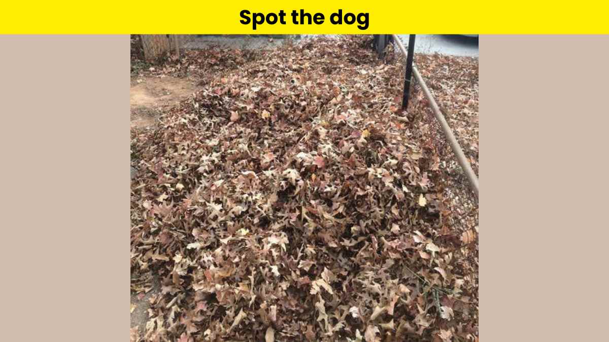 You are highly observant if you can spot the dog in the pile of leaves in 9 seconds. 
