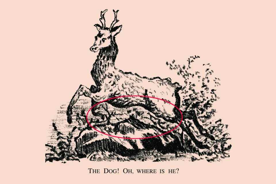the dog is hidden here