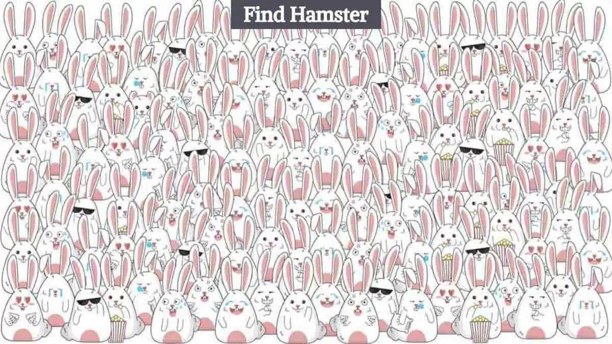 Find hamster