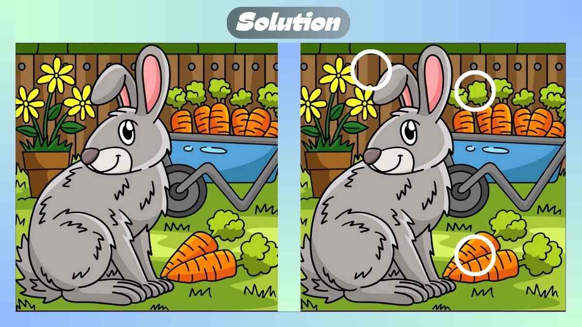 Find 3 Differences In 21 Seconds In The Rabbit Enjoying Carrots Scene