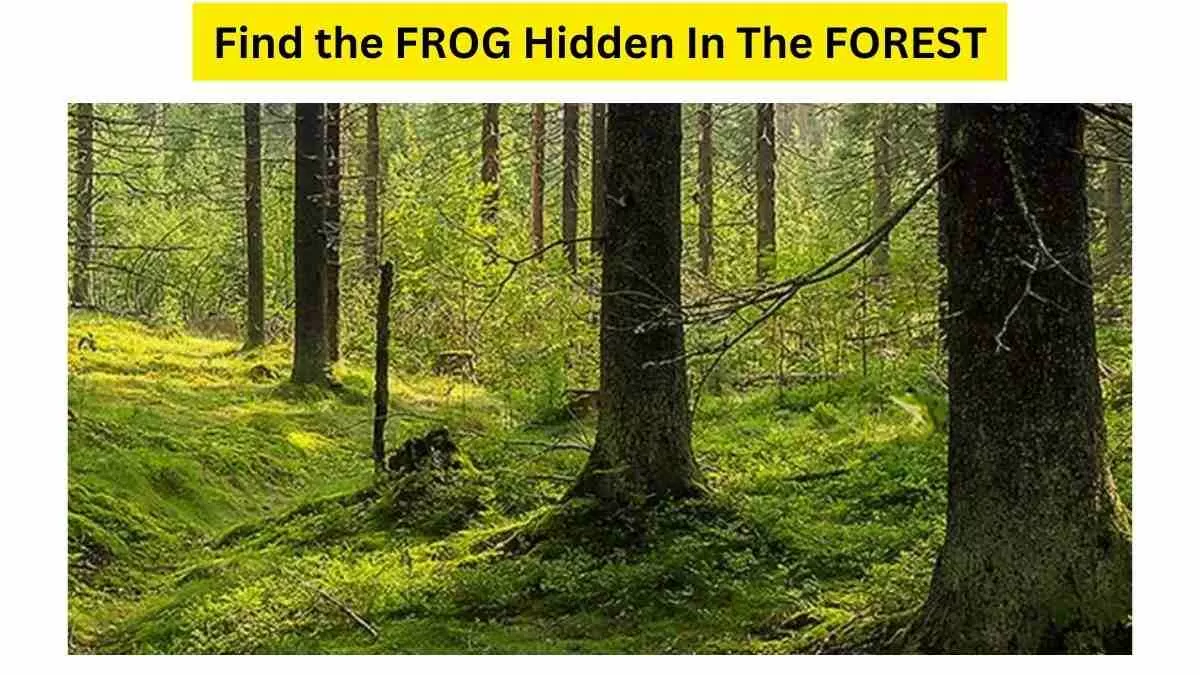 Spot The FROG Hidden In The Picture