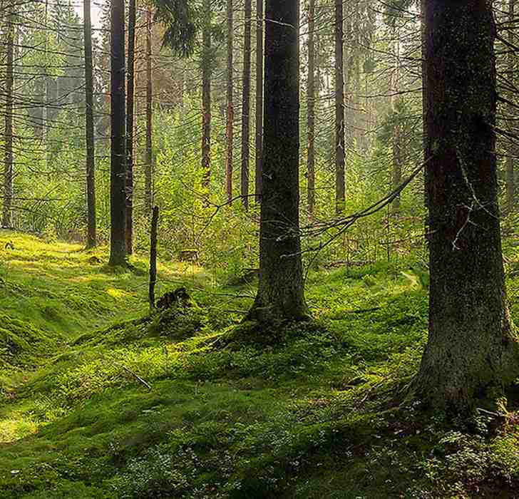 find the frog hidden in the picture