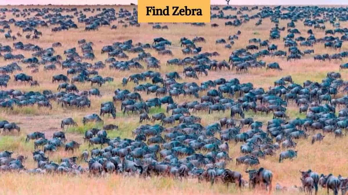 Find zebra in the forest