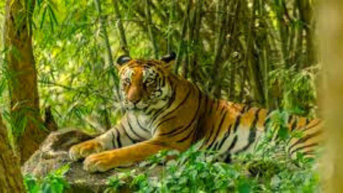 Kerala urges the Centre to make changes in the Wildlife Protection Act. Here's the full story