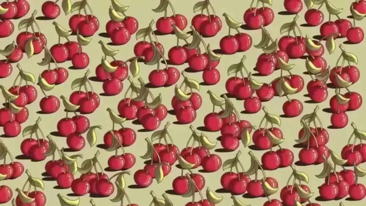 Can you spot the tomato?