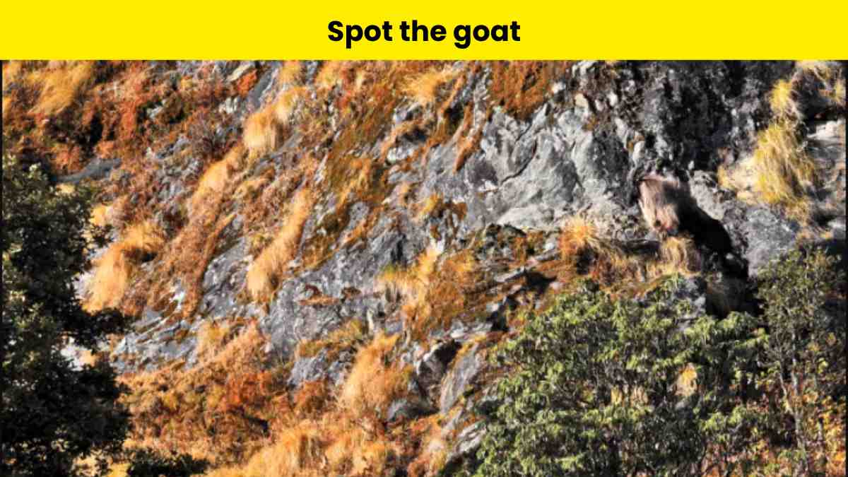 You have observant eyes if you can spot the goat on the cliff in 6 seconds. 