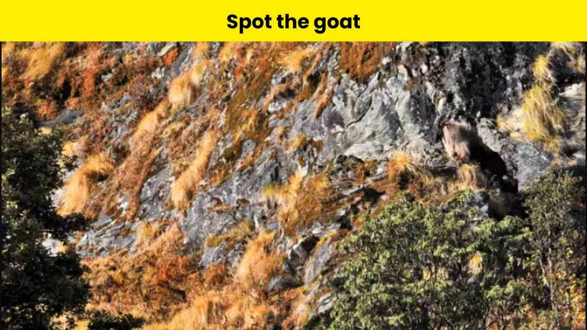 Spot the goat