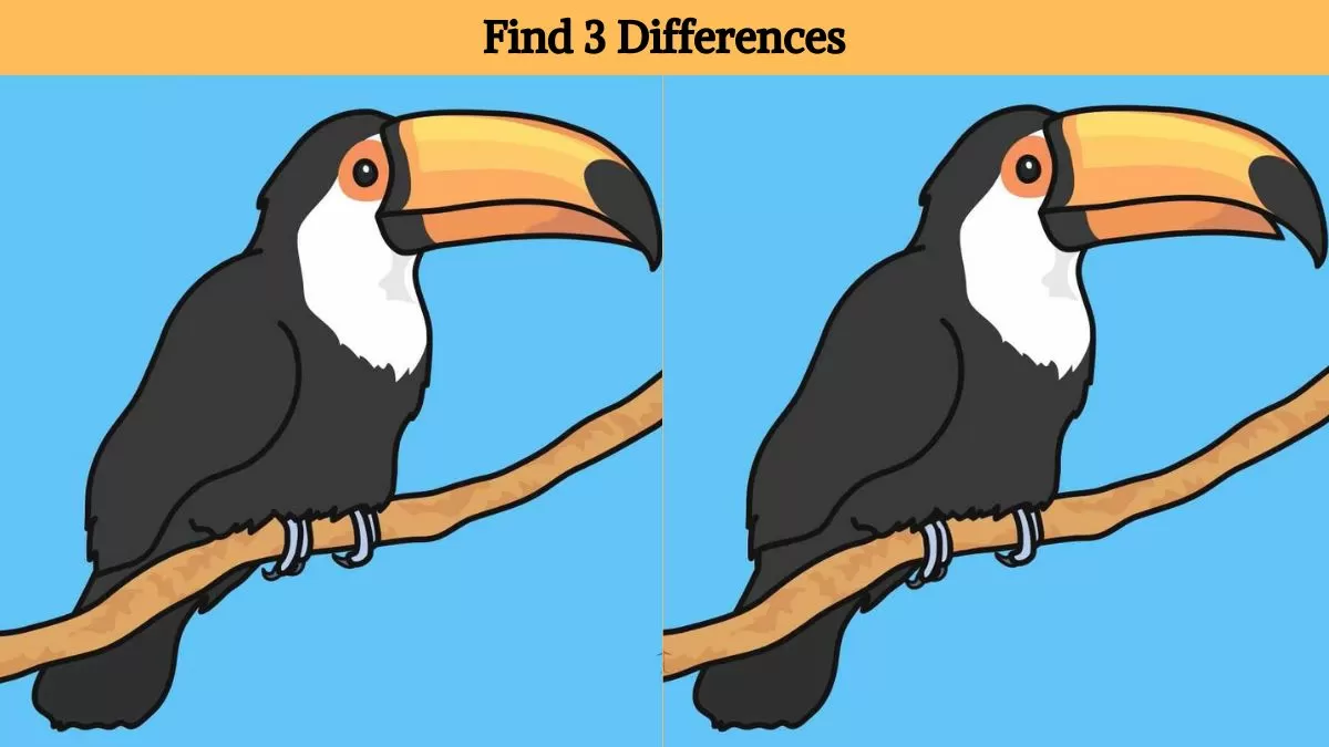 Find 3 differences between toucan pictures