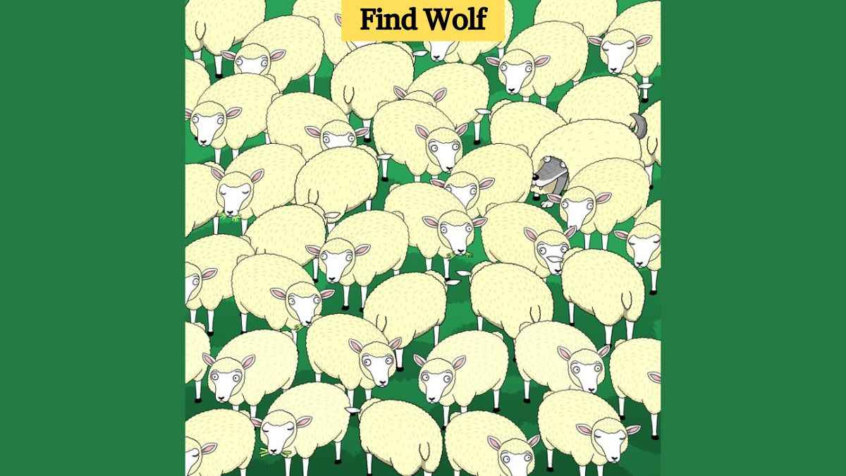 Only hawk eyes can find the wolf hidden among the sheep in 5 seconds!