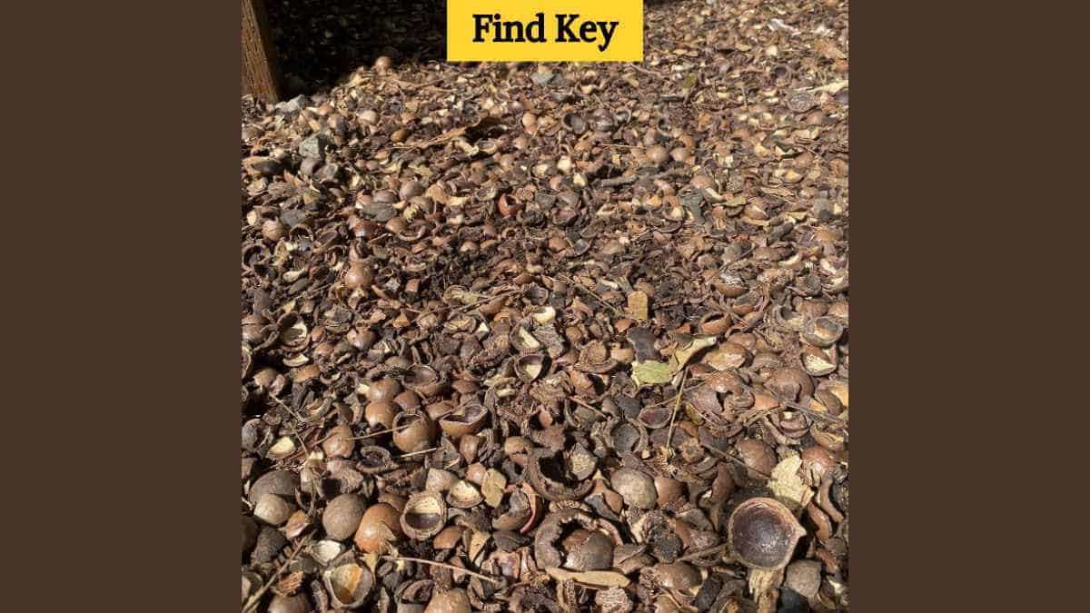 Optical illusion eye test find the key in the forest in 7 seconds 